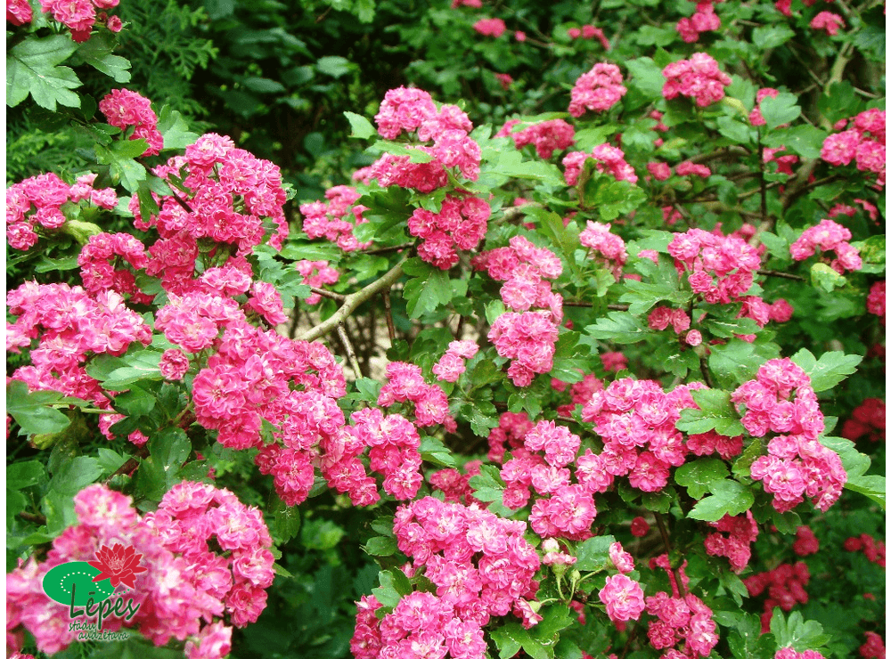 latvijas-st-di-crataegus-laevigata-paul-s-scarlet-divirbu-u
